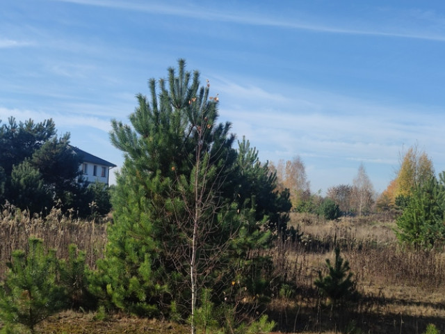 Borzęcin Duży działka pod zabudowę przy lesie.